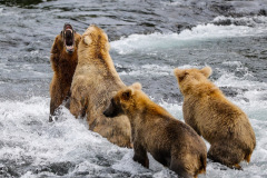 C3E15396-1BEE-40F5-B36C-EFBEC4C8D68B