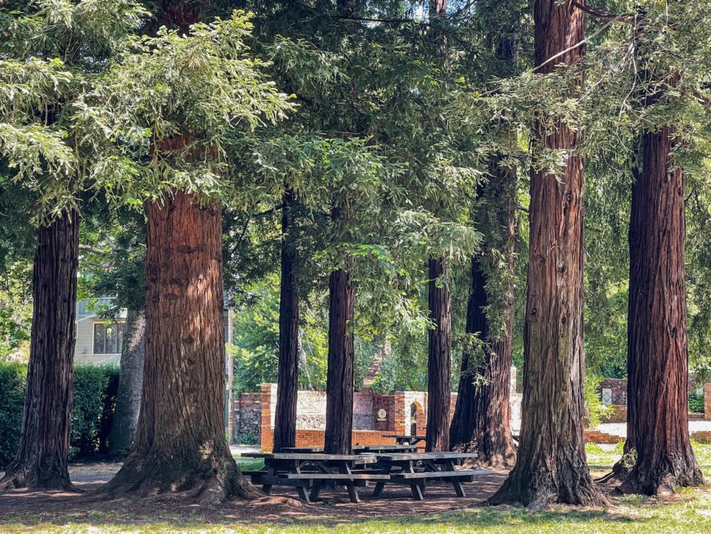 The Redwoods at Robson Harrington park